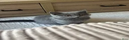 British Shorthair cats for sale: Active Blue British Shorthair 6 months  - Advert 5