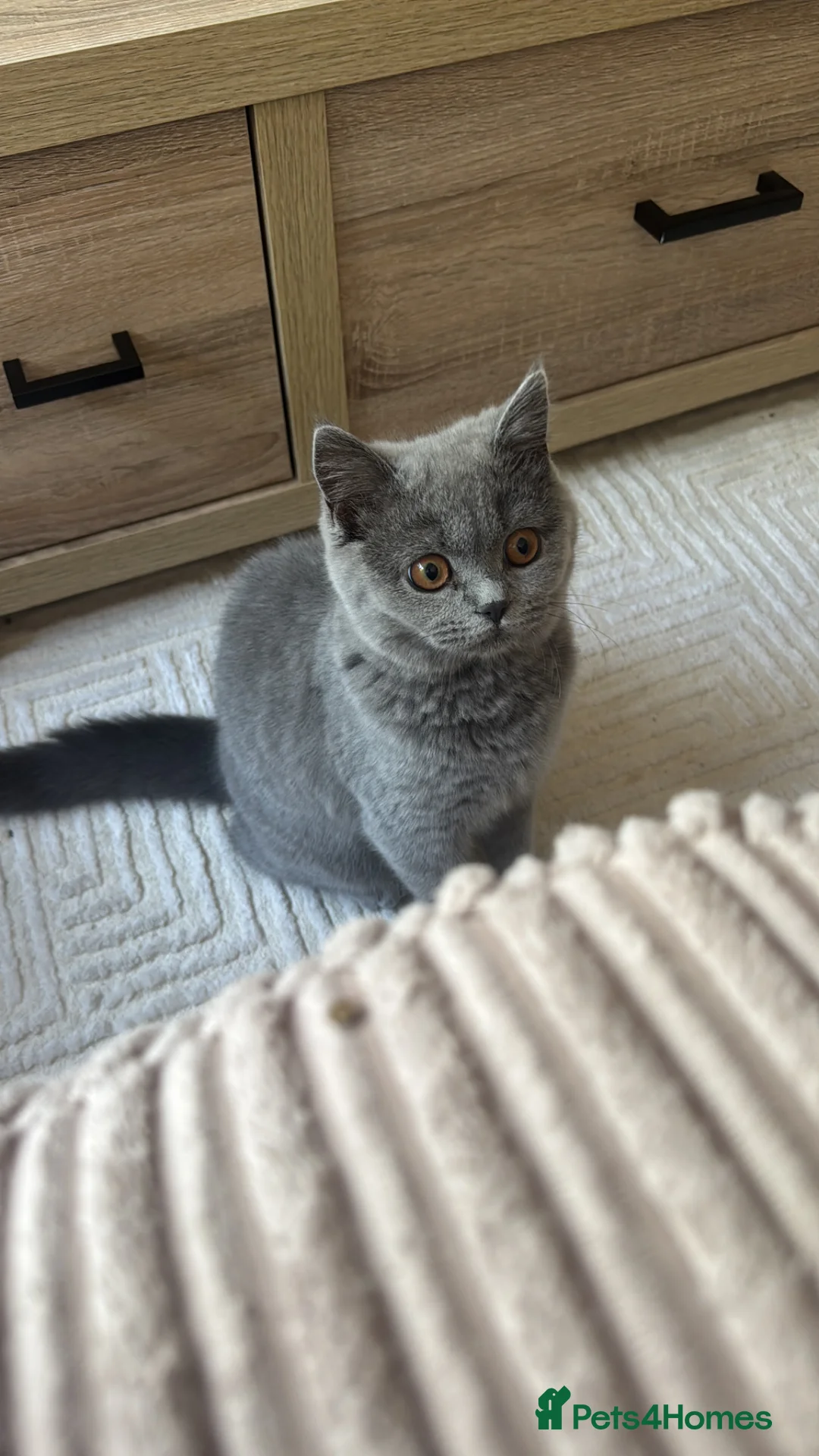 British Shorthair cats for sale: Active Blue British Shorthair 6 months  - Advert 5