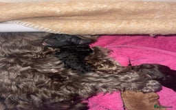 Cockapoo dogs for sale: 3 Cockapoo puppies for sale  - Advert 8