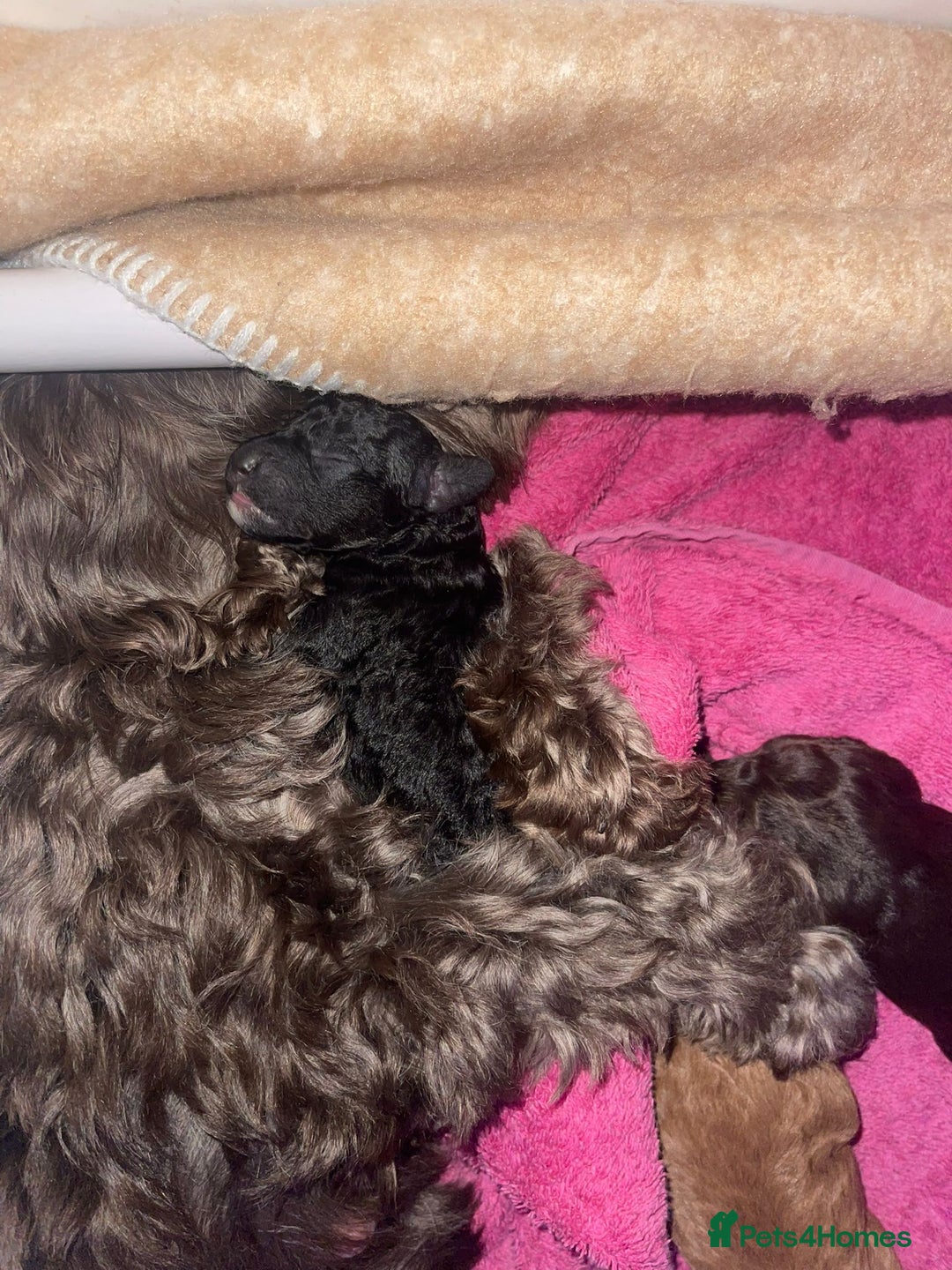 Cockapoo dogs for sale: 3 Cockapoo puppies for sale  - Advert 8