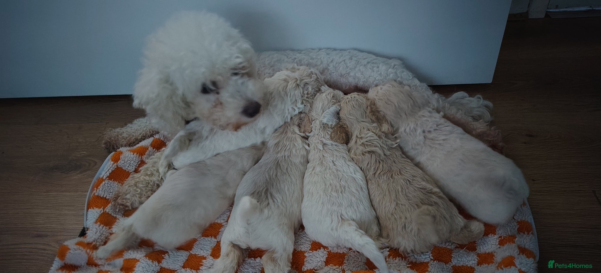 Poochon dogs Miniature poochon  - Advert 2