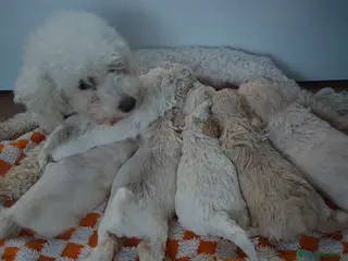 Poochon dogs Miniature poochon - Advert 2