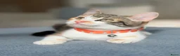 Turkish Angora cats for sale: 🐾 Unique Turkish Angora x Bengal Mix Kittens 🐾 - Advert 14