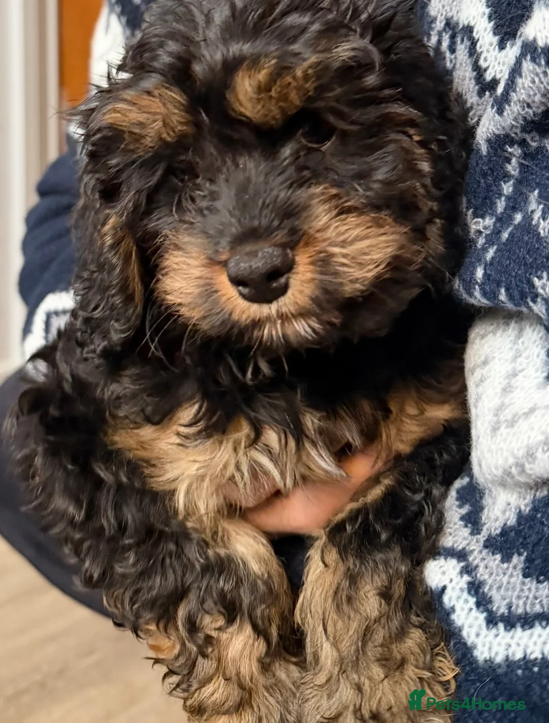 Cavapoo dogs for sale: READY NOW💕Cavapoo  girl  phantom Black and Tan  - Advert 2