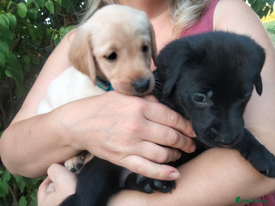 Labrador Retriever dogs for sale: KC Registered Labrador Retriever Puppies in Ross-on-Wye - Image 19