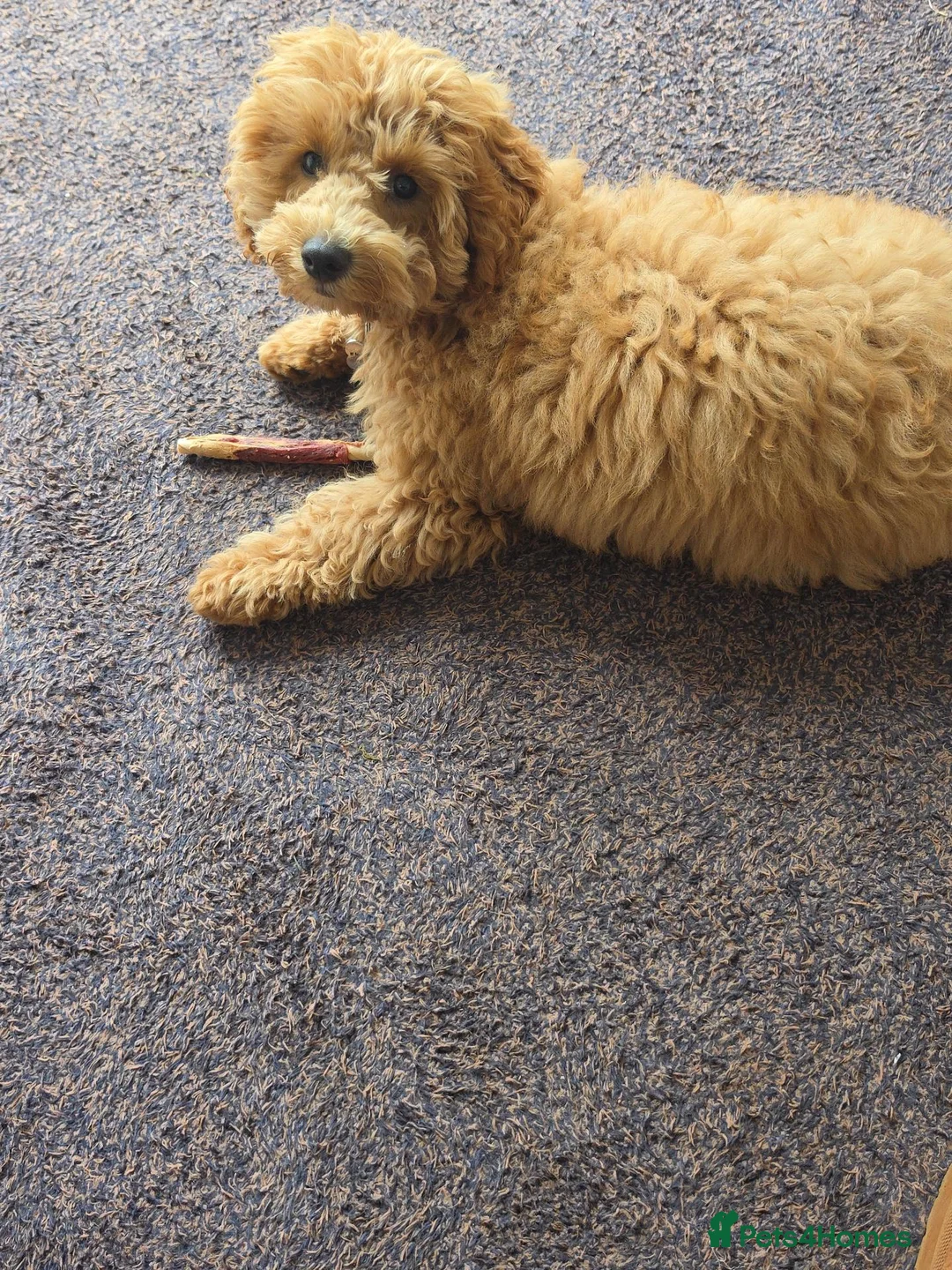 Cavapoo dogs for sale: 5 month old cavapoo female - Advert 1