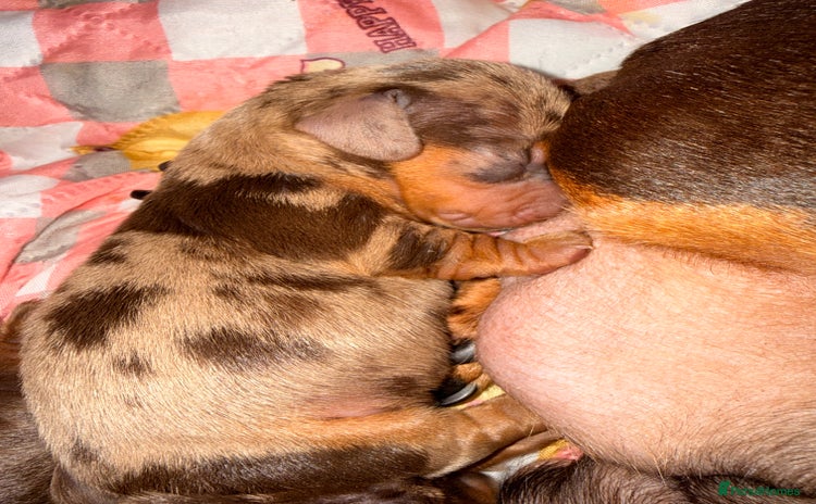 Miniature Dachshund dogs - Advert 16