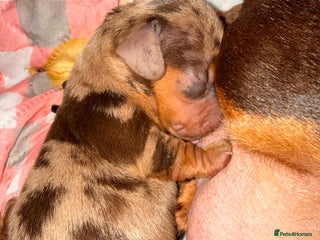 Miniature Dachshund dogs - Advert 31