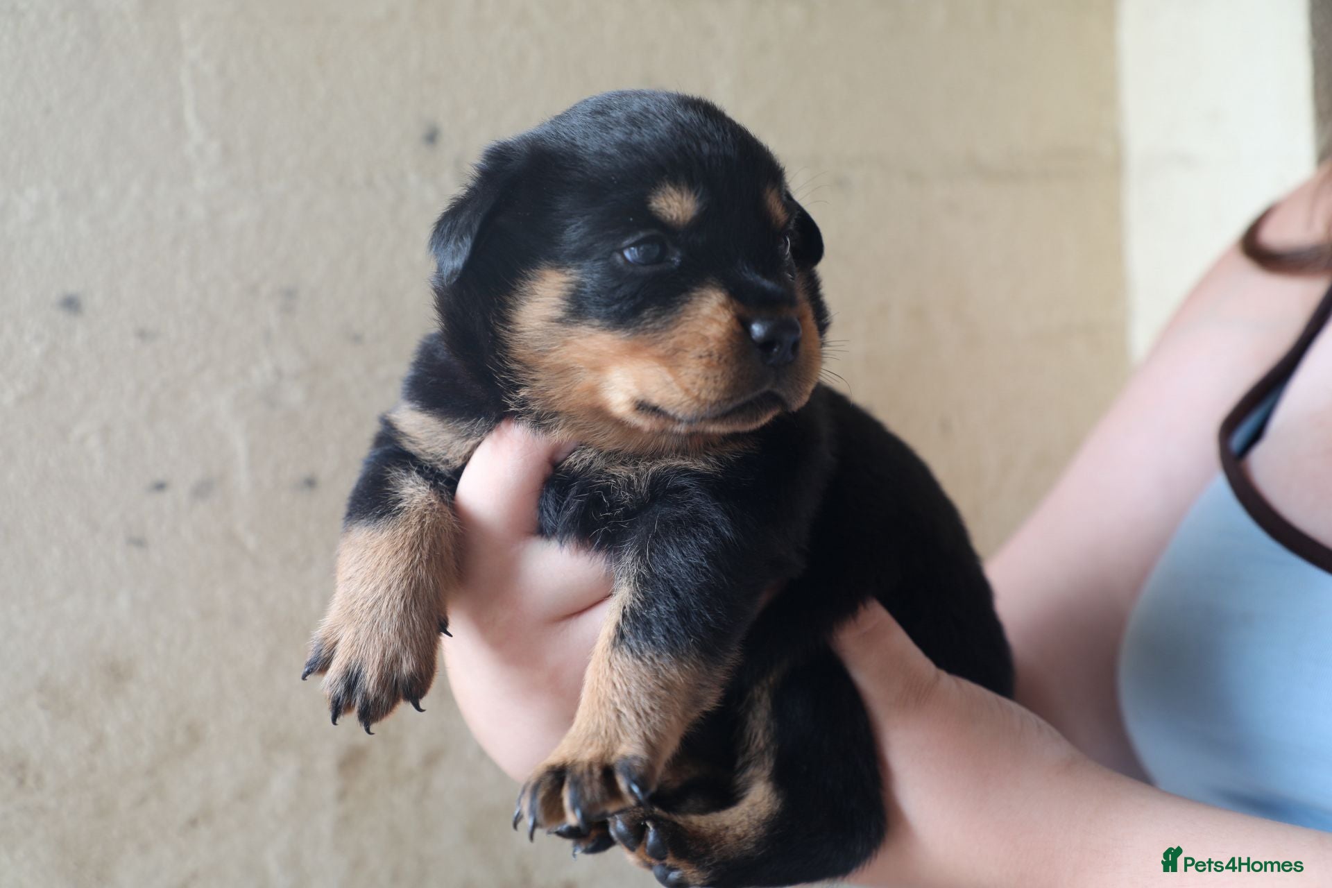 Rottweiler dogs for sale: Limited Pedigree Registered Rottweiler Puppies - Advert 5