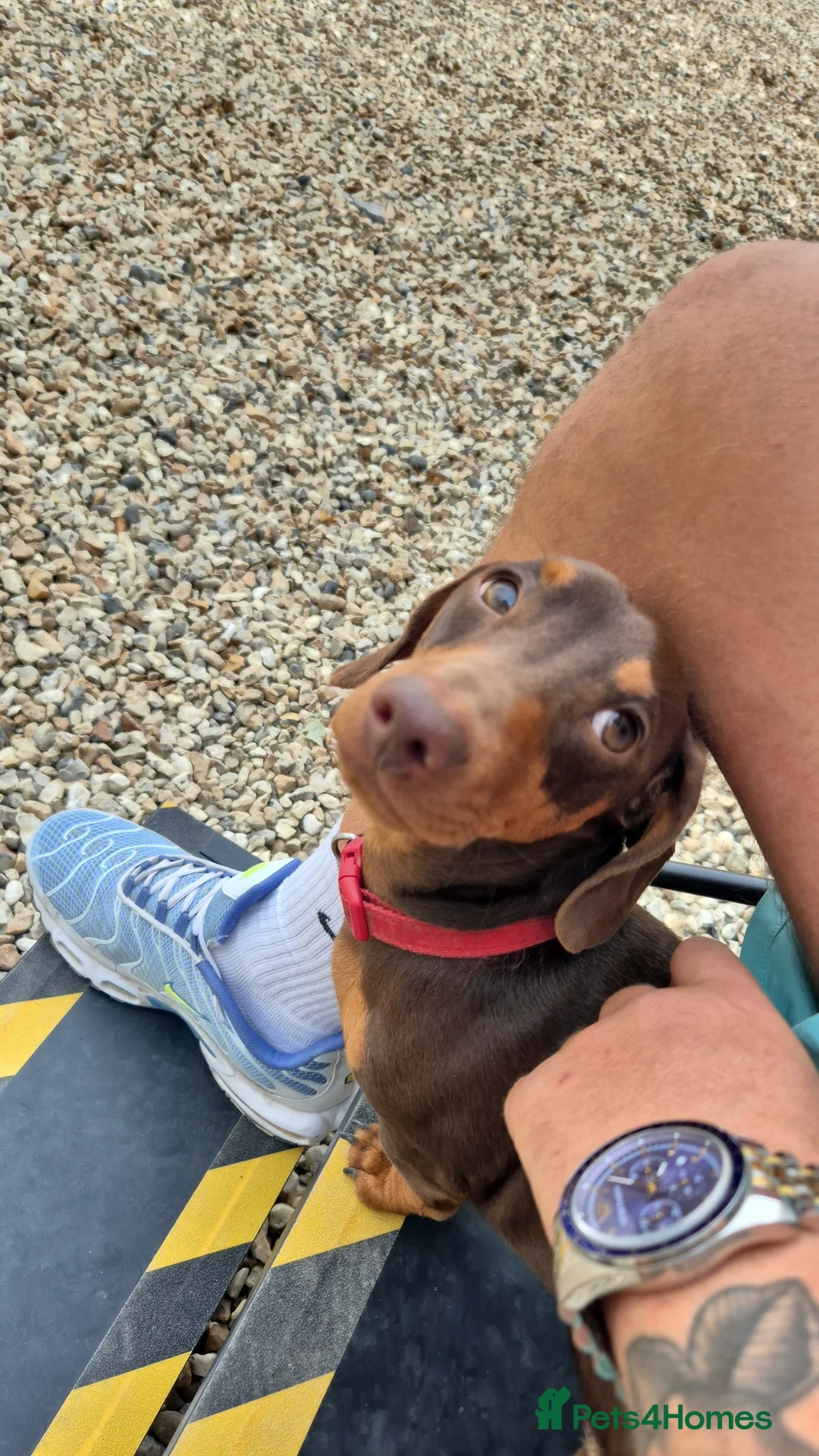 Miniature Dachshund dogs for stud: STUD available  - Advert 7