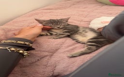 Bengal cats for sale: REDUCED 12week old bengal for sale ASAP - Image 5
