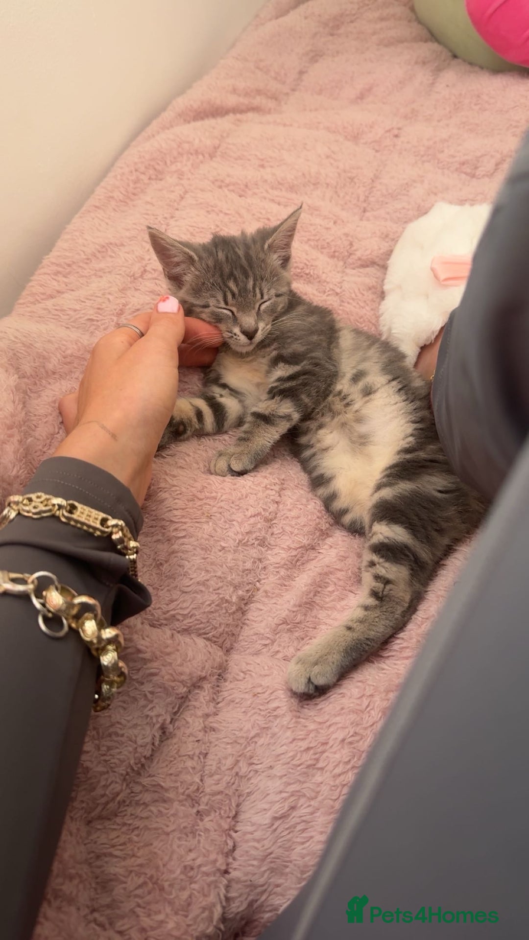 Bengal cats for sale: REDUCED 12week old bengal for sale ASAP - Image 5