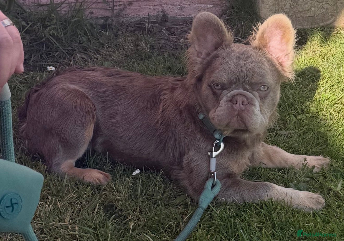 French Bulldog dogs for stud: New Shade Isabella & Tan Full Fluffy - Advert 3