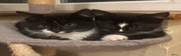 Mixed Breed cats for sale: Black and white Kittens  - Advert 4