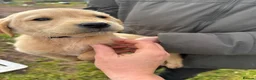 Labrador Retriever dogs for sale: Labrador Puppies - Advert 23