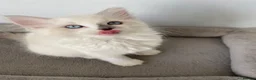 Ragdoll cats for sale: TICA REGISTERED PUREBRED RAGDOLL KITTENS AVAILABLE - Advert 25
