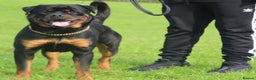 Rottweiler dogs for stud: Top KC Registered Health Tested Stud in Manchester - Advert 3