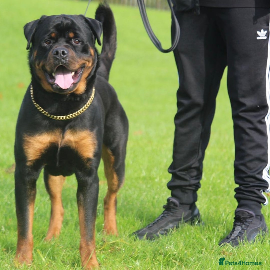 Rottweiler dogs for stud: Top KC Registered Health Tested Stud in Manchester - Advert 3