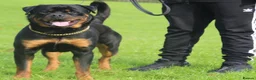 Rottweiler dogs for stud: Top KC Registered Health Tested Stud in Manchester - Advert 3