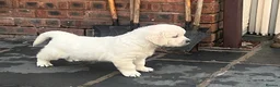 Golden Retriever dogs for sale: Little Polar Bear Puppies - Advert 20