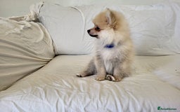 Pomeranian dogs for sale:  beautiful boy pomeranians - Image 10