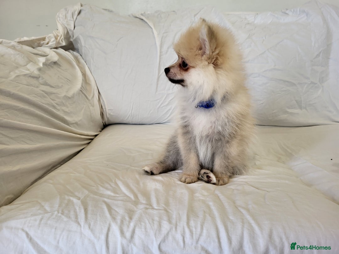 Pomeranian dogs for sale:  beautiful boy pomeranians - Image 10