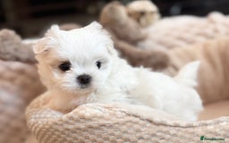 Maltese dogs for sale: ✨💫Tiny Exquisite Bambelina Maltese 💫✨ - Image 18