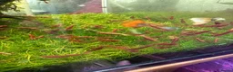 Shrimps fish for sale: Red cherry shrimp - Advert 2
