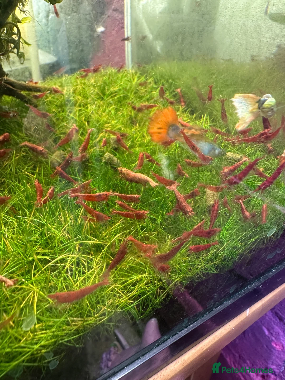 Shrimps fish for sale: Red cherry shrimp - Advert 2