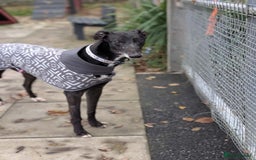 Greyhound dogs for adoption: Iris  - Image 3