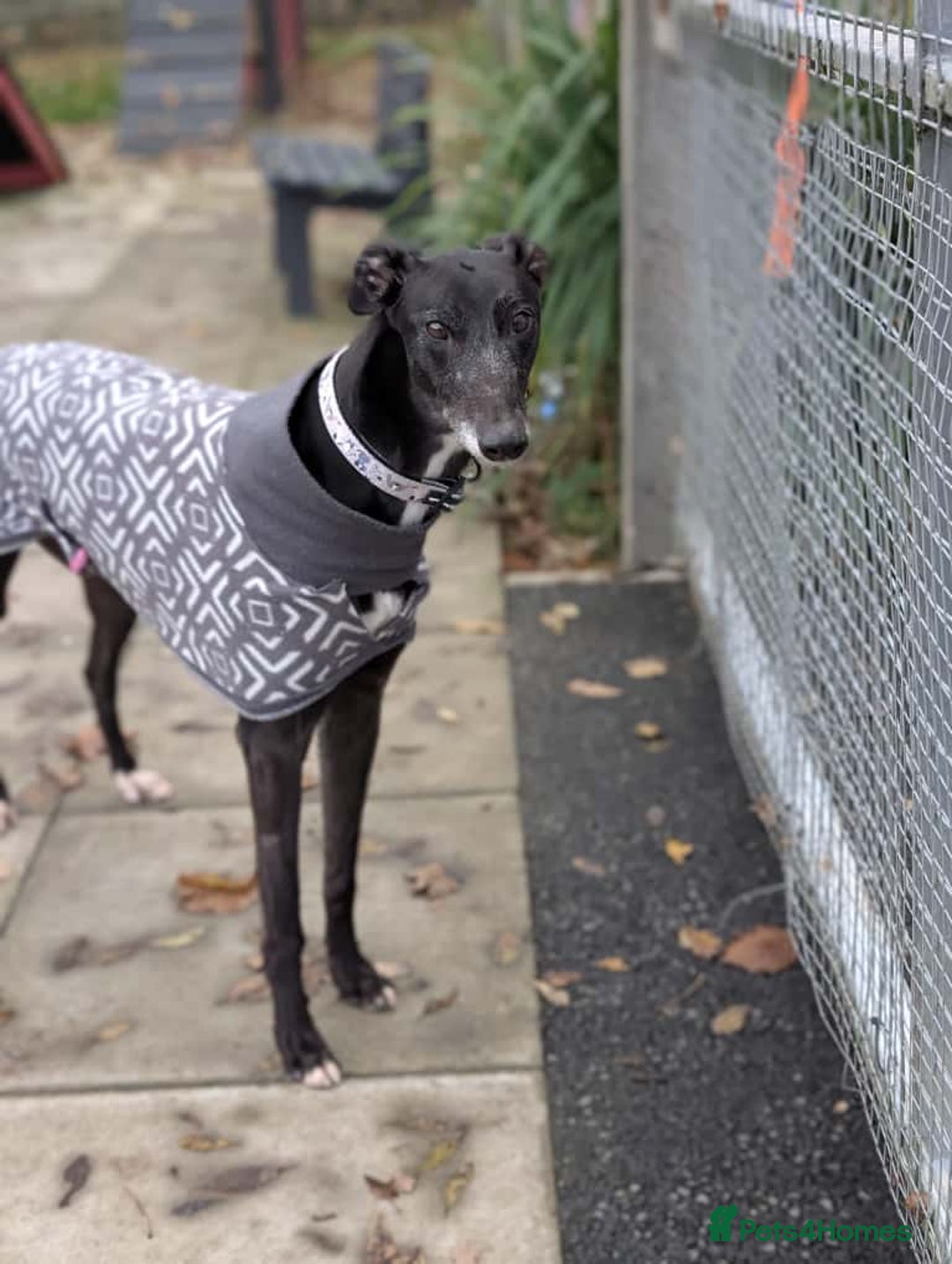 Greyhound dogs for adoption: Iris  - Image 3