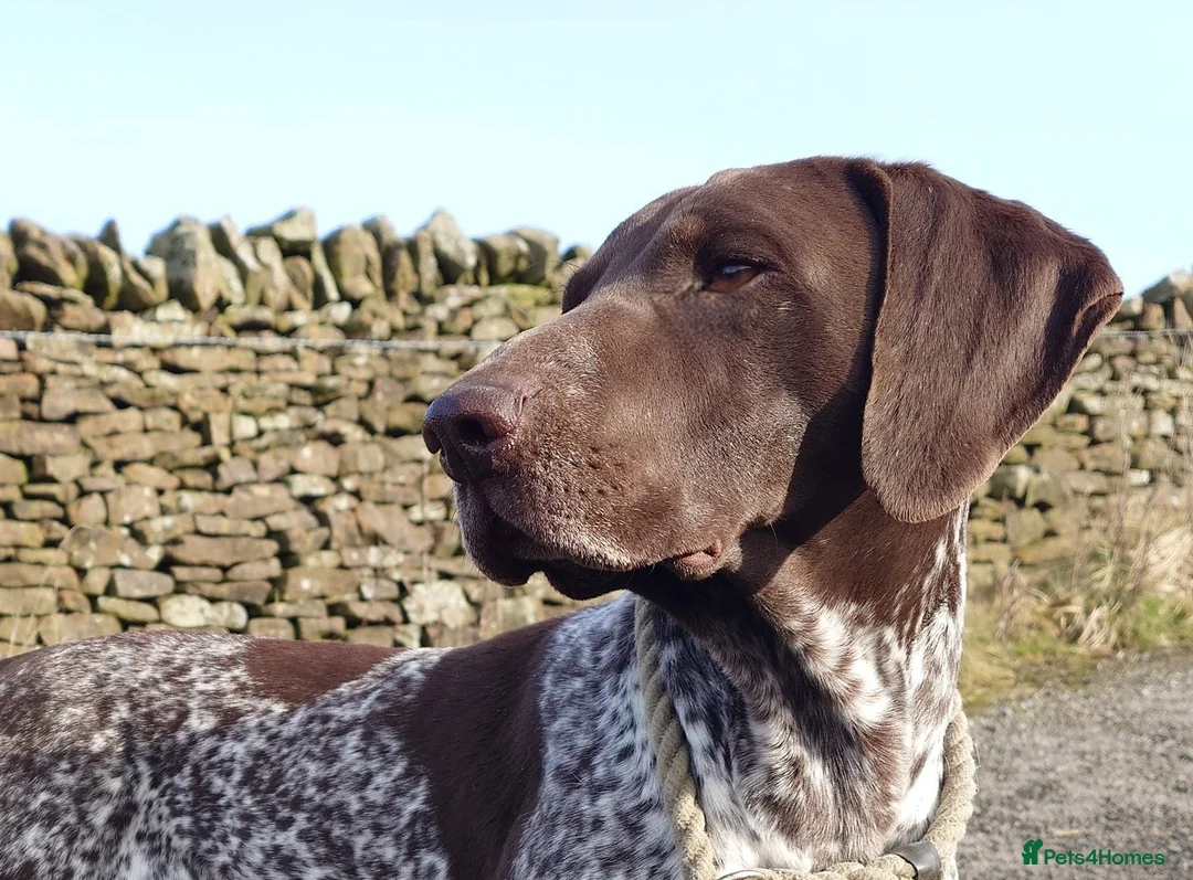 German Shorthaired Pointer dogs for sale: German Shorthaired Pointer. Male. 5 years old - Advert 1