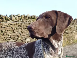 German Shorthaired Pointer dogs German Shorthaired Pointer. Male. 5 years old - Advert 2