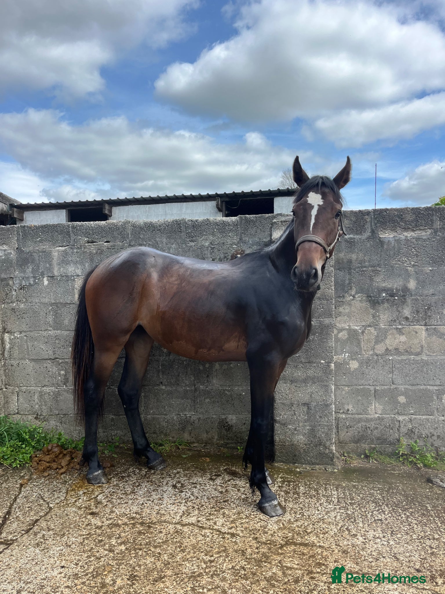 Irish Sports horses Sasha  - Advert 1