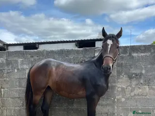 Irish Sports horses Sasha - Advert 13
