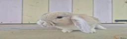 Mini Lop rabbits for sale: 🩷READY NOW- MINI LOP BABIES AVAILABLE 💙 - Advert 5