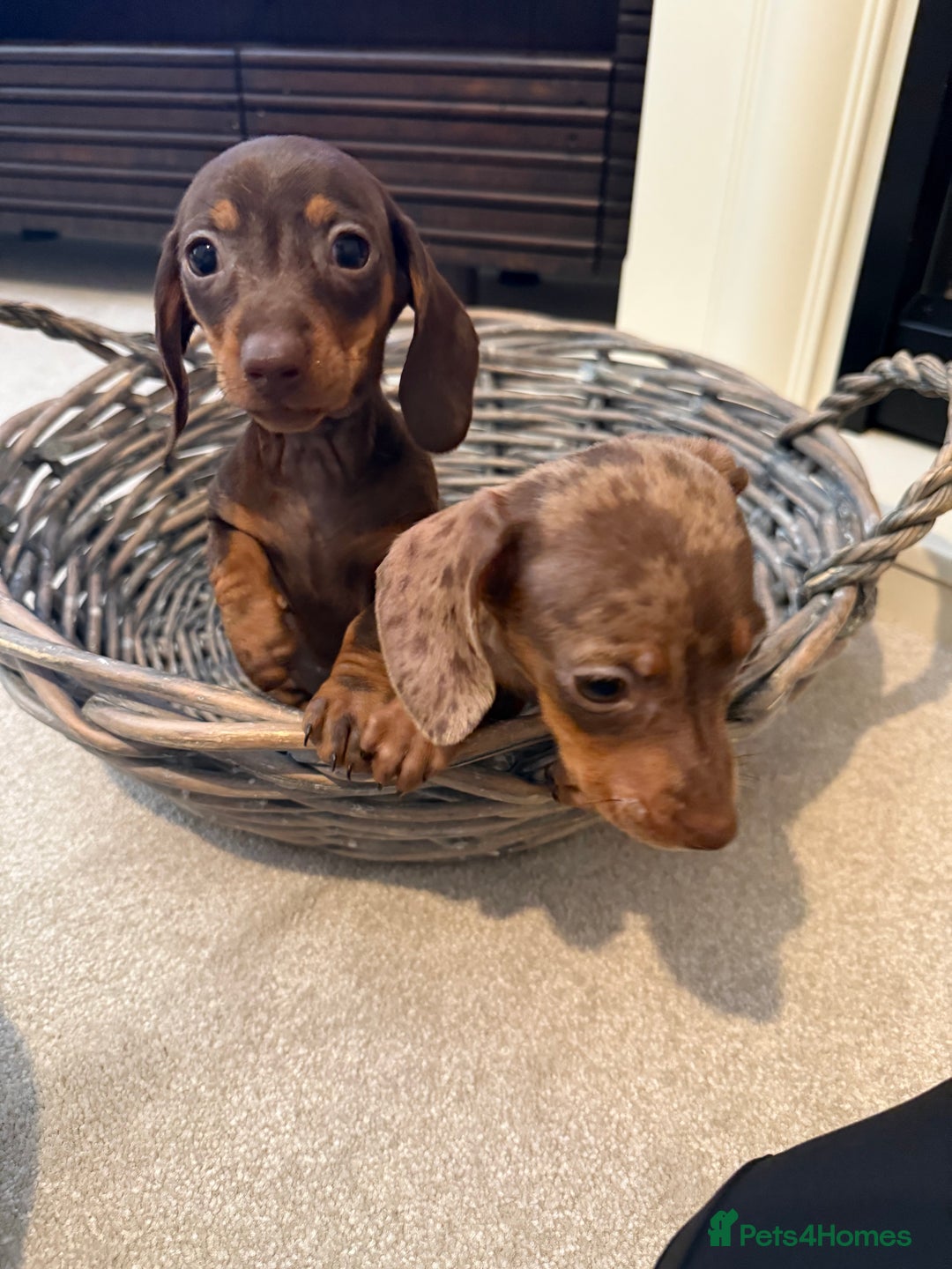 Miniature Dachshund dogs for sale: Miniature dachshunds (last two pups)  - Image 2