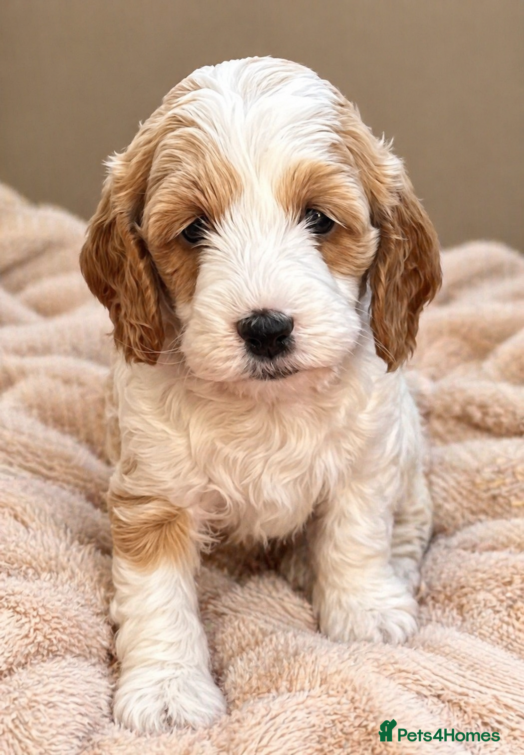 Cockapoo dogs 🔥F1b Cockapoo Pups-Parti Colours-Ready 16th May - Advert 1