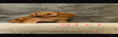 Cockapoo 4