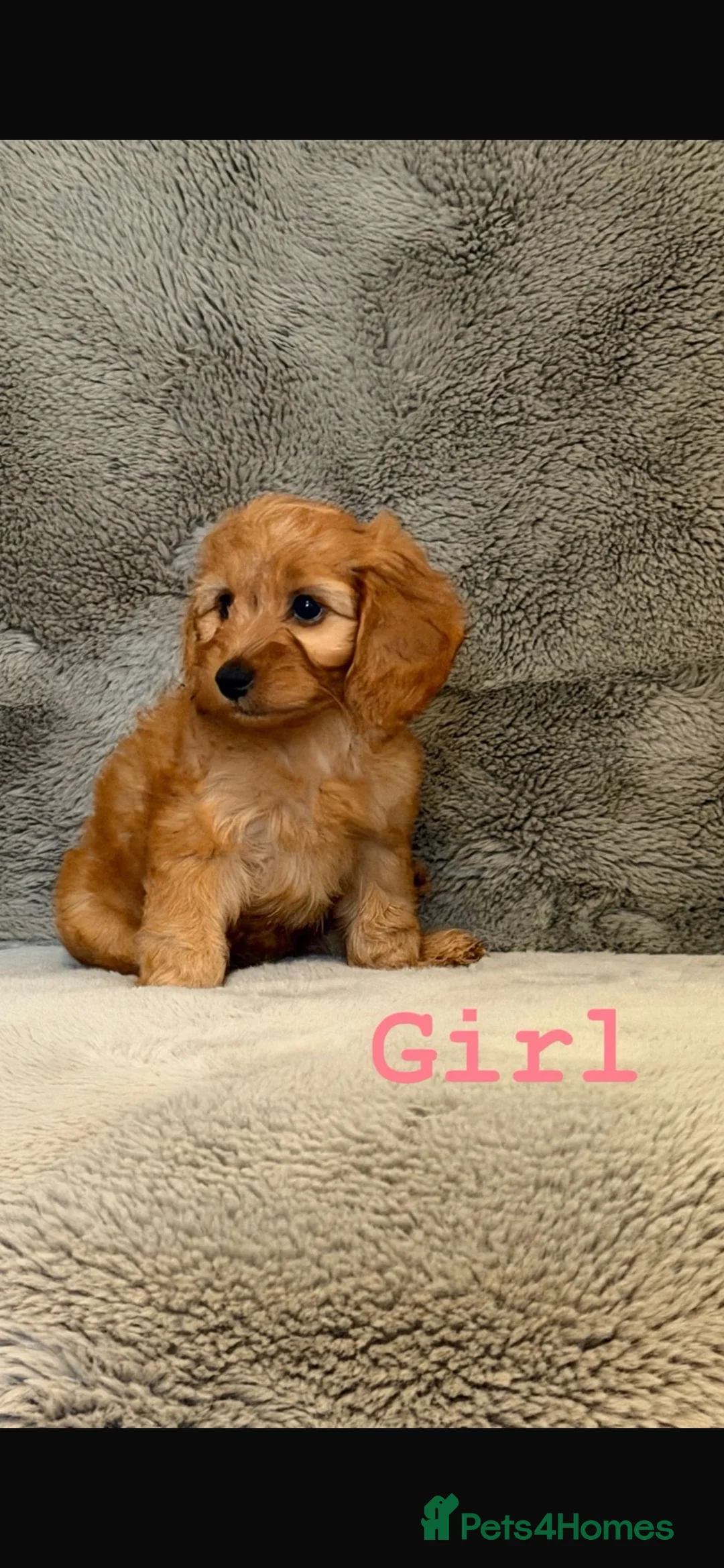 Cockapoo dogs for sale: F1b cockapoo puppies  - Advert 2