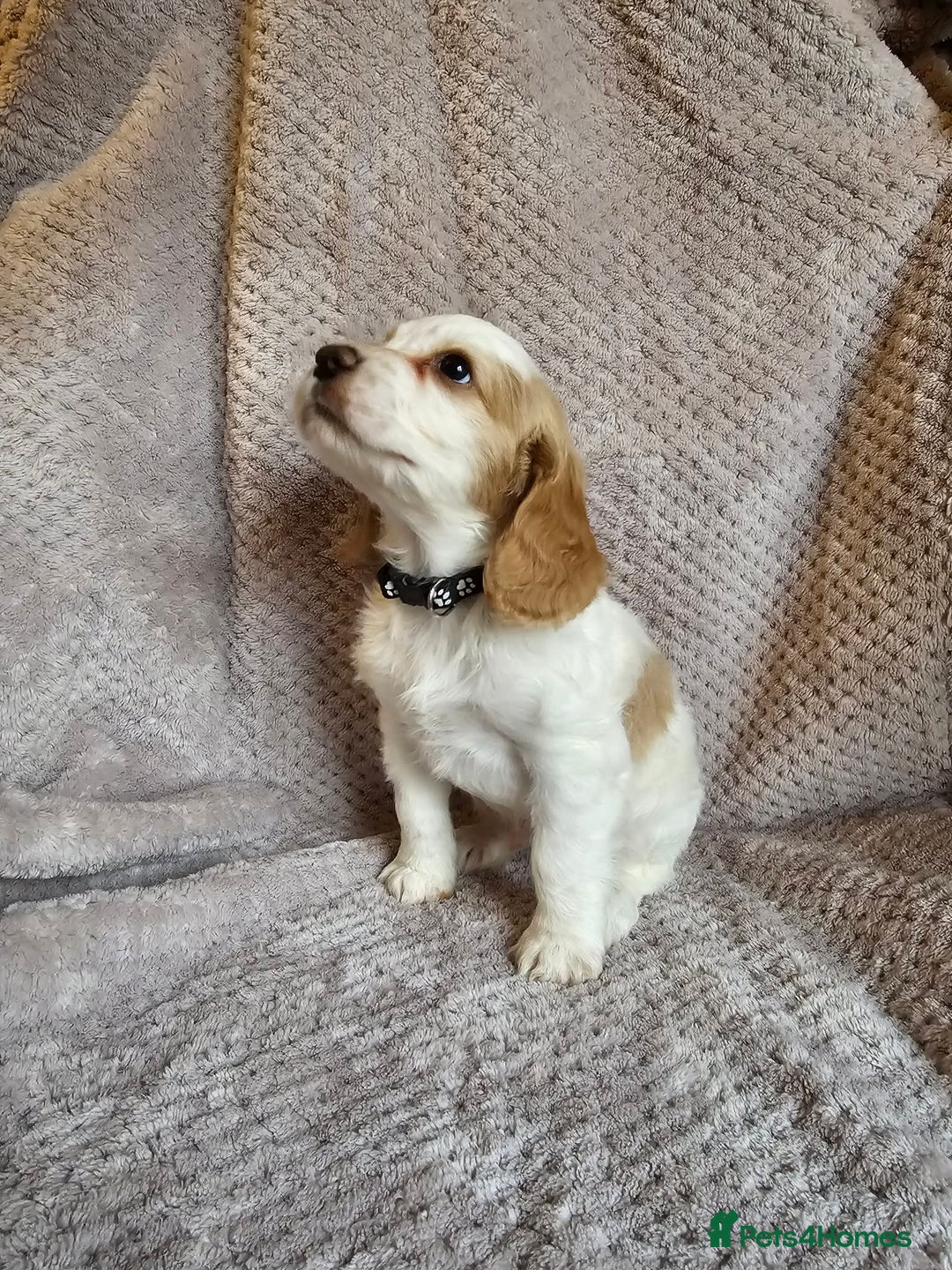 Sprocker dogs for sale: Sprocker Spaniel Puppies - Advert 17