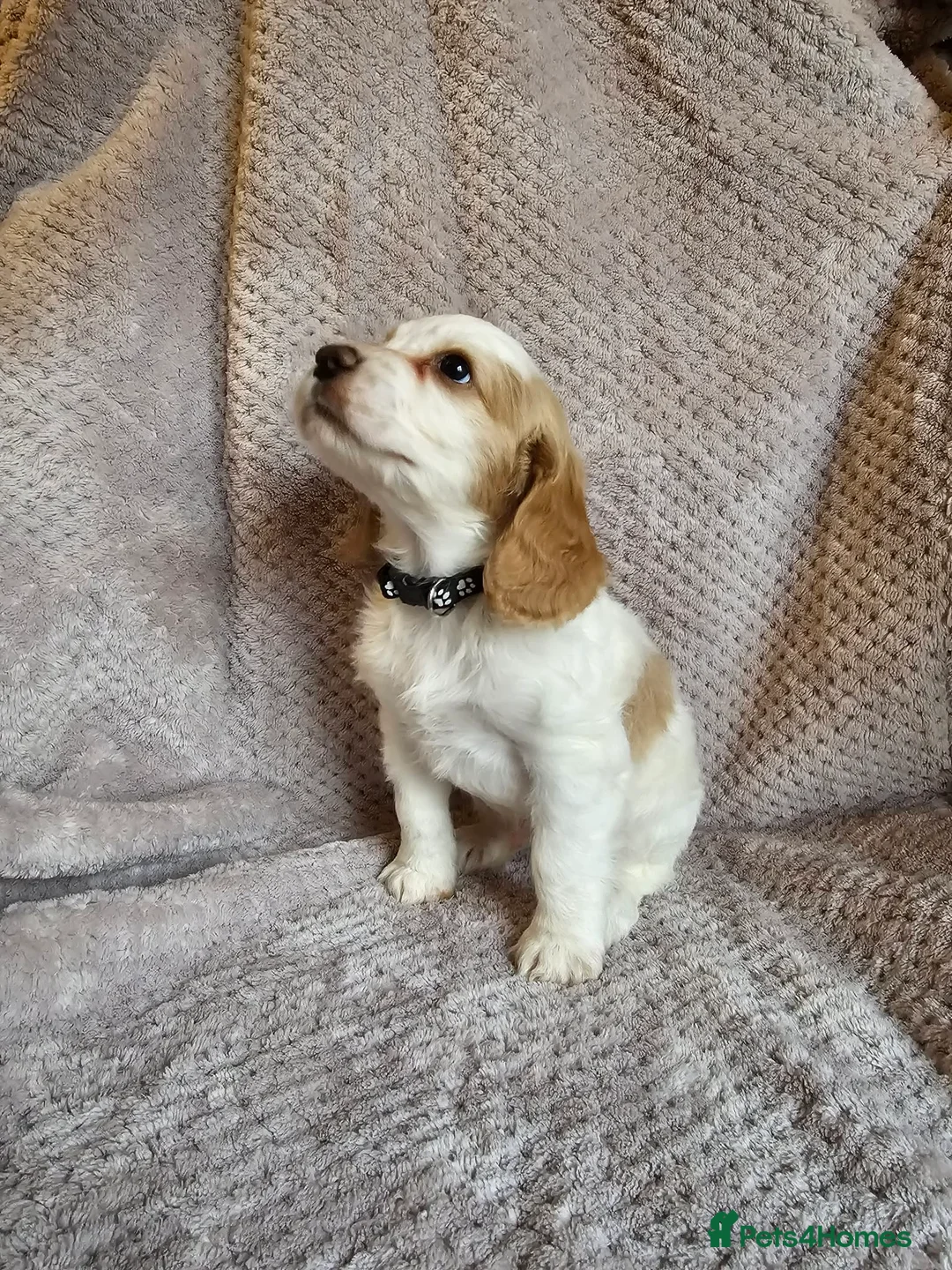 Sprocker dogs for sale: Sprocker Spaniel Puppies * only 1 left * - Advert 17