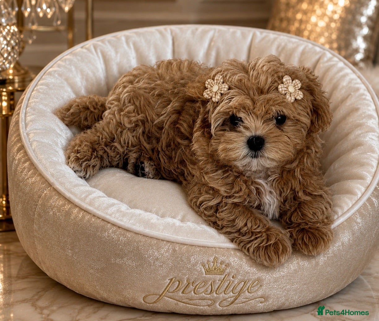 Maltipoo dogs 💎Last  Quality Asian Maltipoo DNA clear💎🧸   - Advert 3