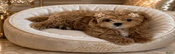 Maltipoo dogs for sale: 💎Last  Quality Asian Maltipoo DNA clear💎🧸   - Advert 2