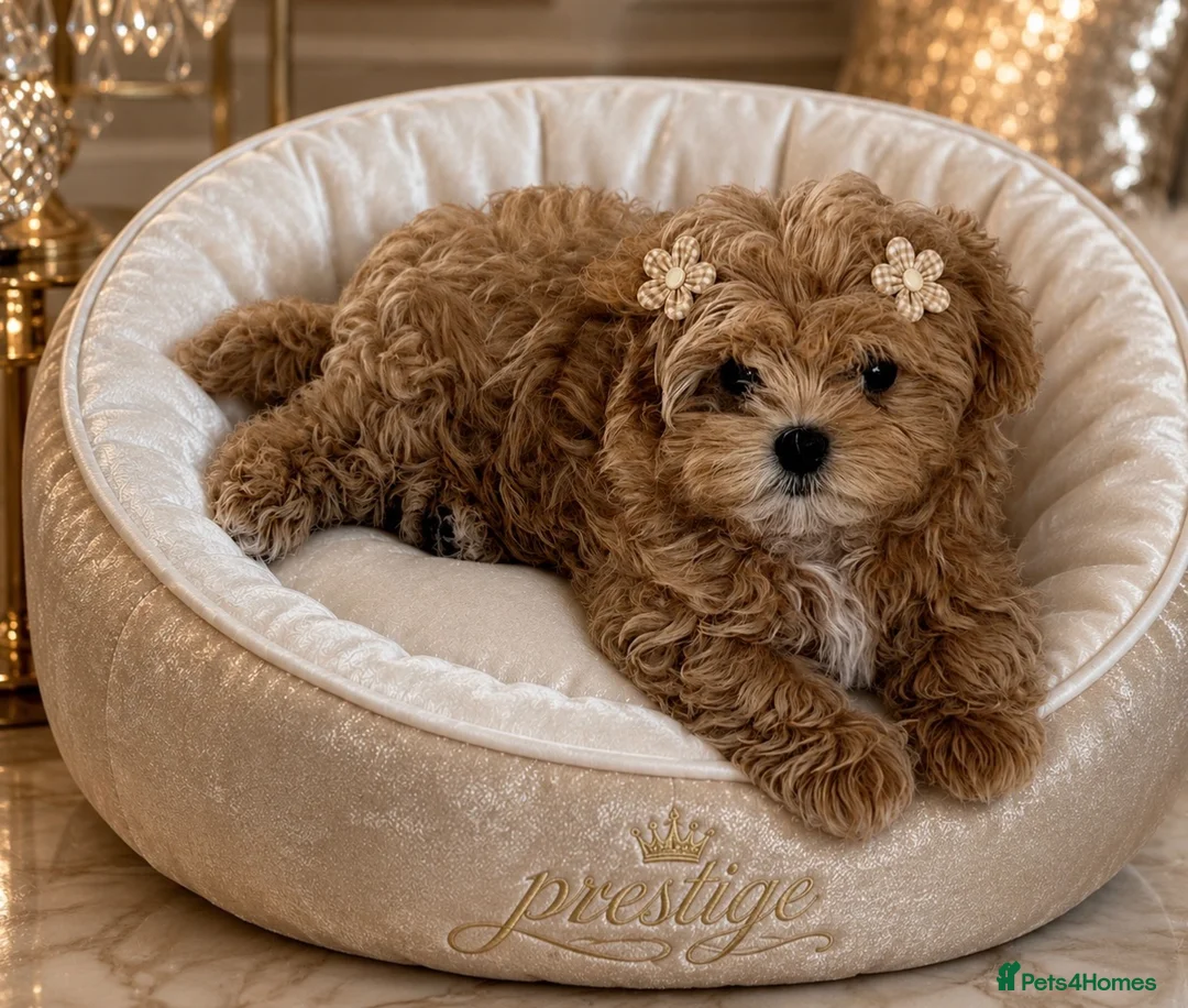 Maltipoo dogs for sale: 💎Last  Quality Asian Maltipoo DNA clear💎🧸   - Advert 2