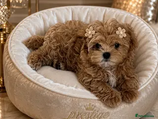 Maltipoo dogs 💎Last Quality Asian Maltipoo DNA clear💎🧸 - Advert 3
