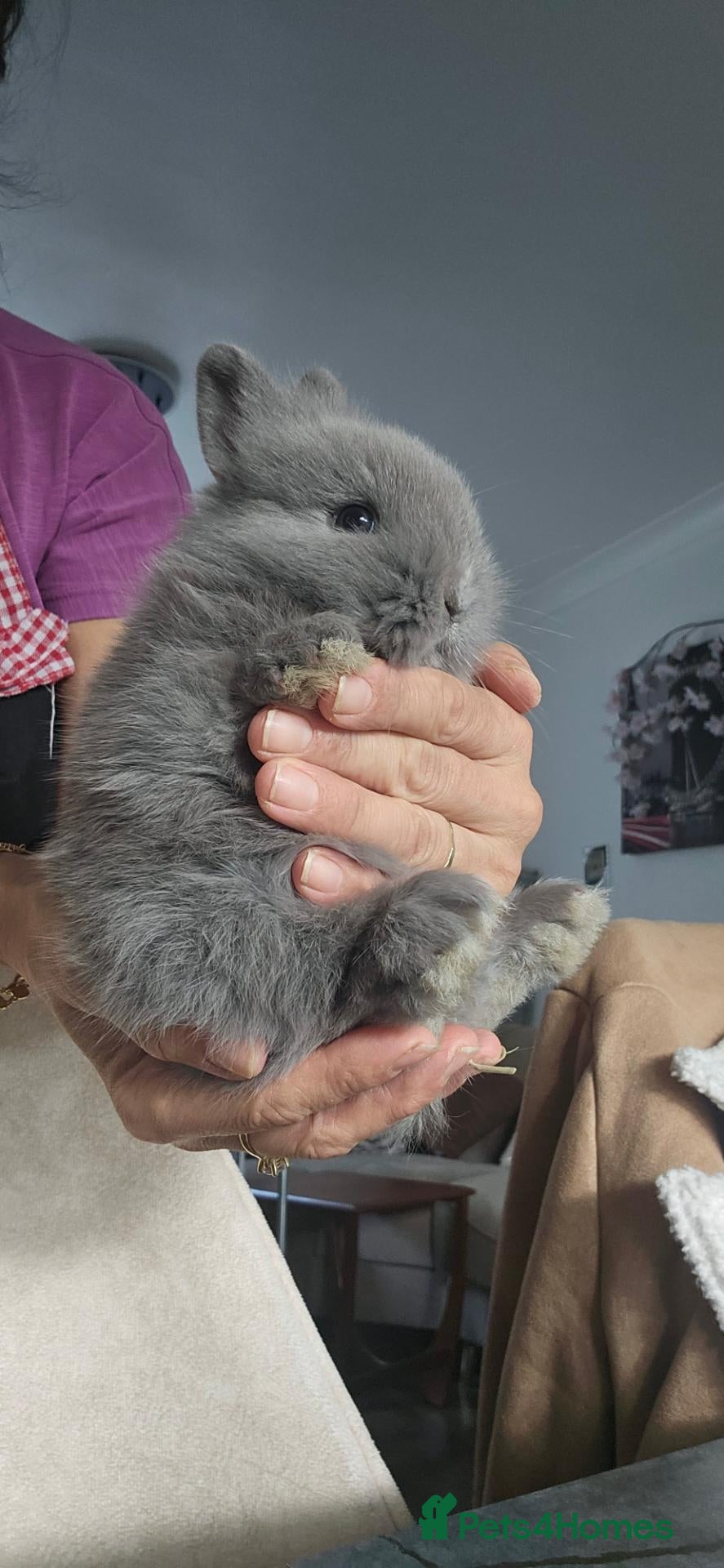 Mixed Breed rabbits They are lion head and Dutch mix 🥰 - Advert 1