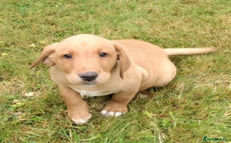 Labrador Retriever dogs - Advert 4