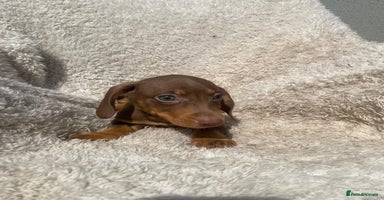 Miniature Dachshund dogs - Advert 4