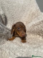 Miniature Dachshund dogs - Advert 16